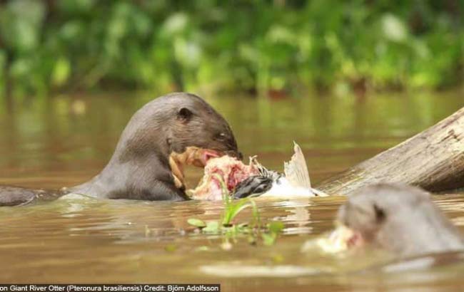 Amazonas Peru