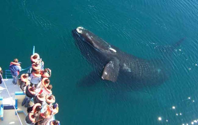 Avistaje de Ballenas