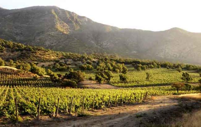 Santa Rita Wine Tour