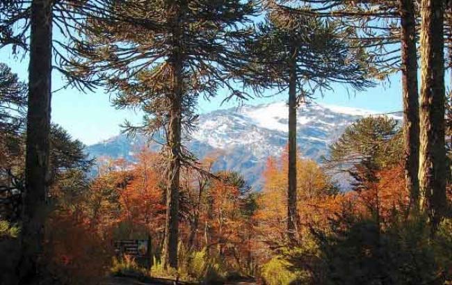 Conguillio National Park 
