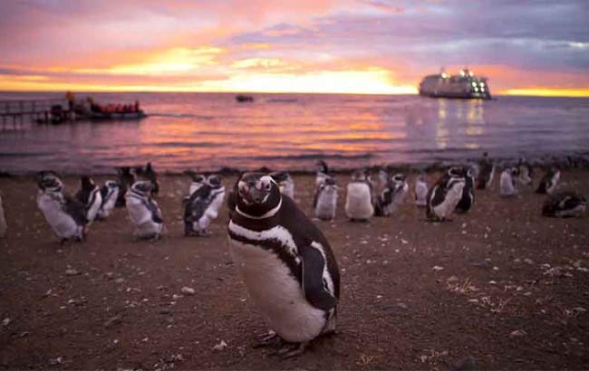Isla Magdalena Tour