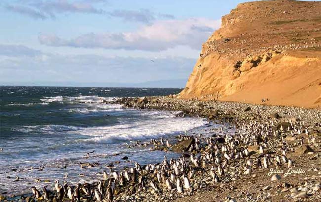 Isla Magdalena Tour