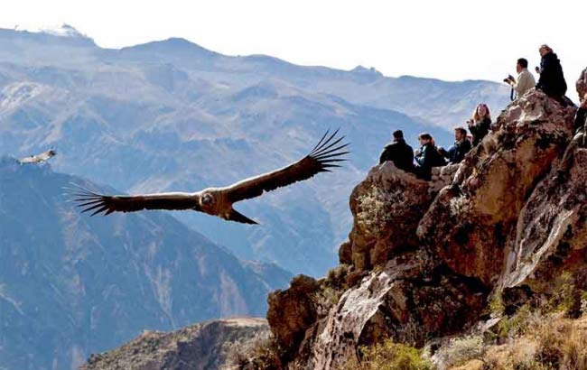Cañon del Colca Tour