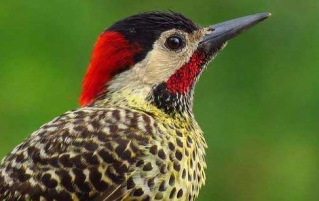 4x4 & Birdwatching